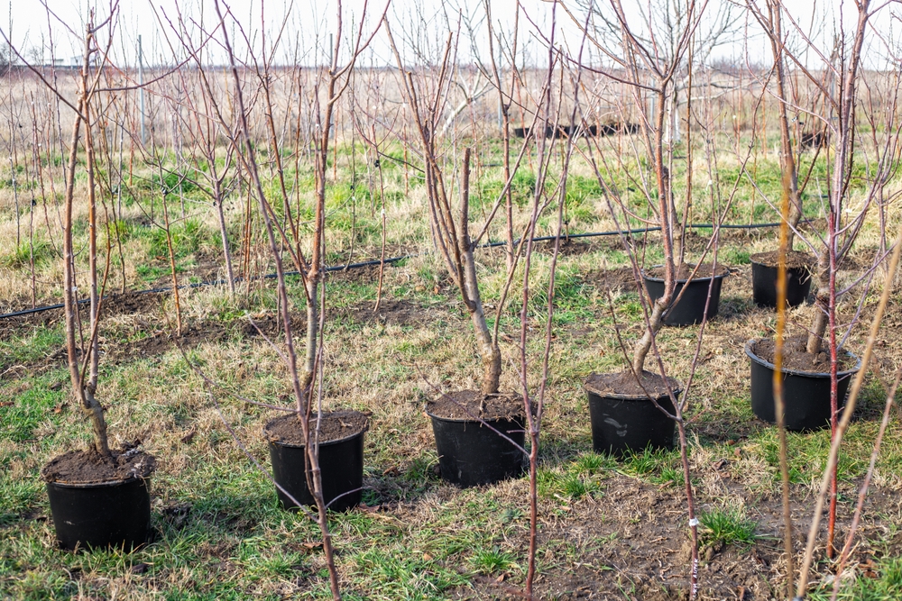 Sazenice ovocné stromy výsadba s mykorhizou