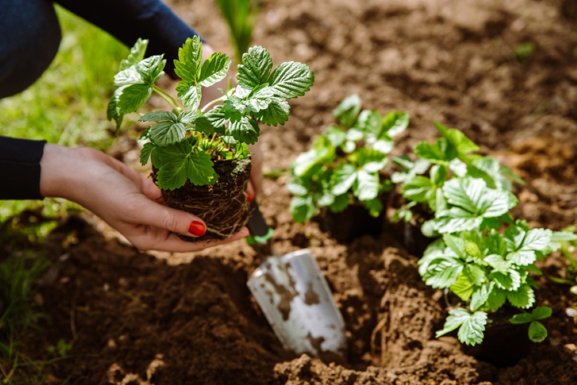 Sázíme jahodníky jednouplodící i stáleplodící