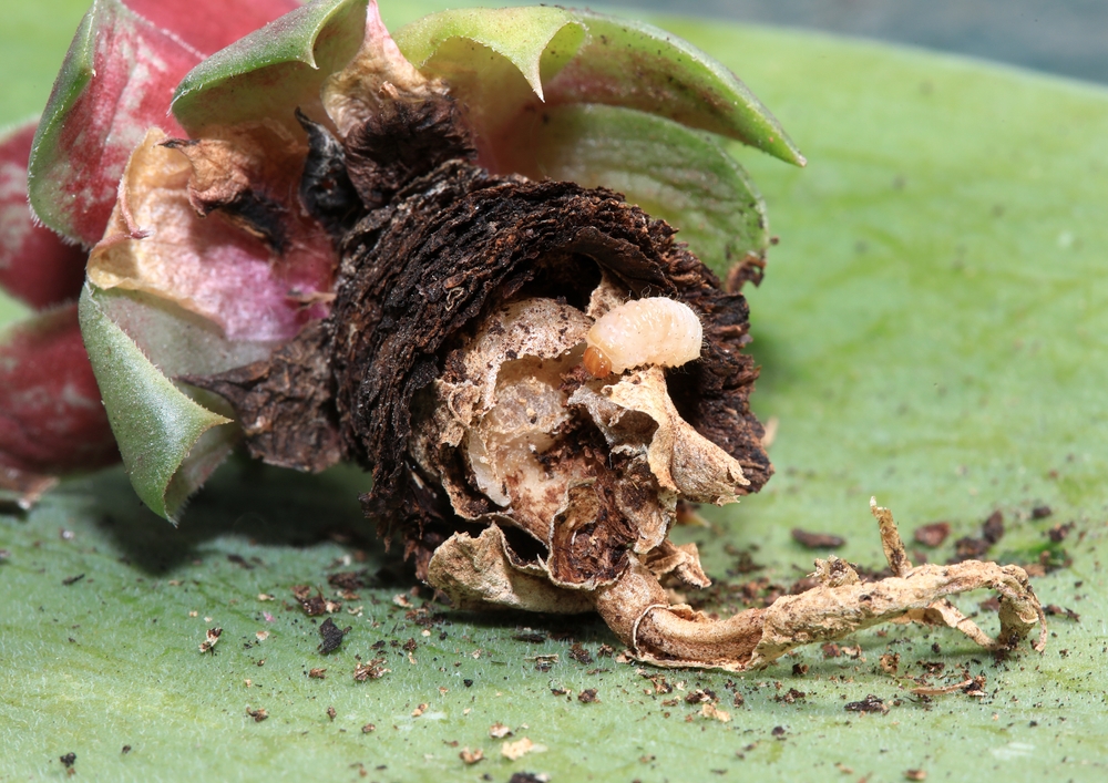 Úhyn rostliny způsobený larvami lalokonosce