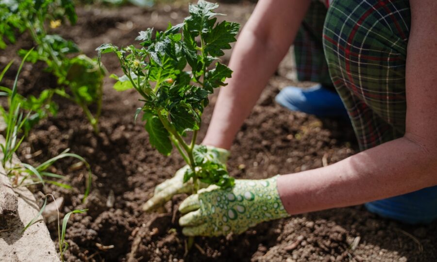 Poznejte sílu mykorhízy: výsadba okrasných i užitkových rostlin.