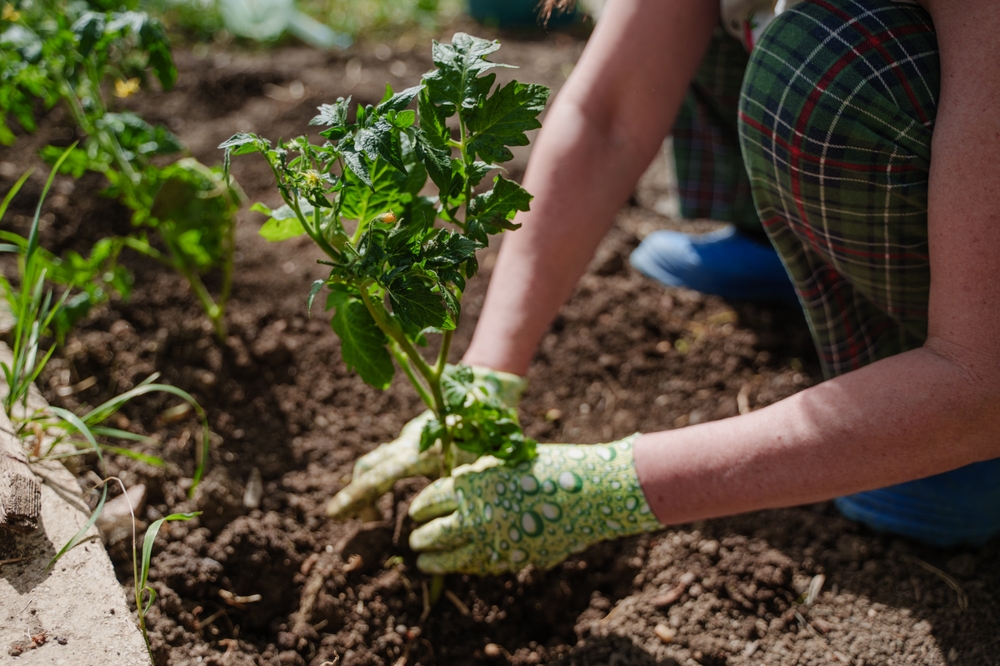 Výsev s mykorhizou houby zelenina